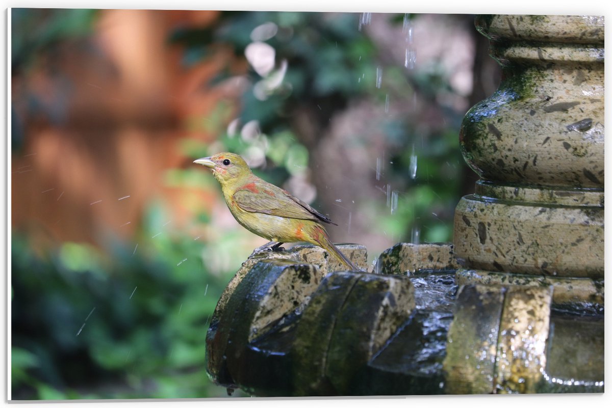 PVC Schuimplaat- Gele Tangare Vogel bij een Fontein - 60x40 cm Foto op PVC Schuimplaat