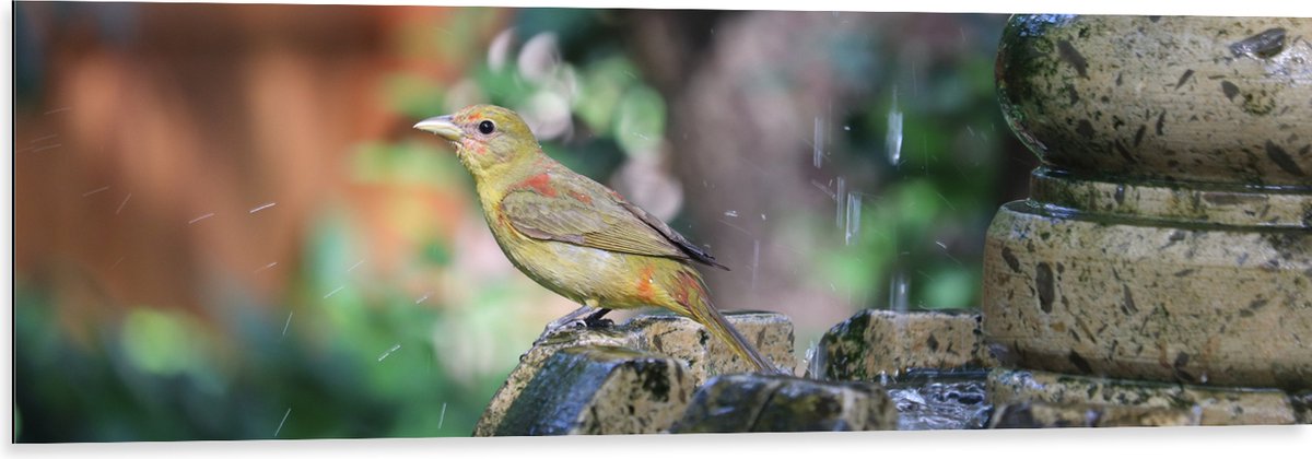 Dibond - Gele Tangare Vogel bij een Fontein - 120x40 cm Foto op Aluminium (Wanddecoratie v