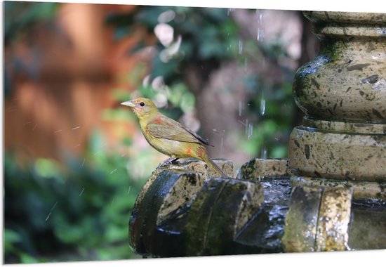 WallClassics - Acrylglas - Gele Tangare Vogel bij een Fontein - 150x100 cm Foto op Acrylglas (Met Ophangsysteem)