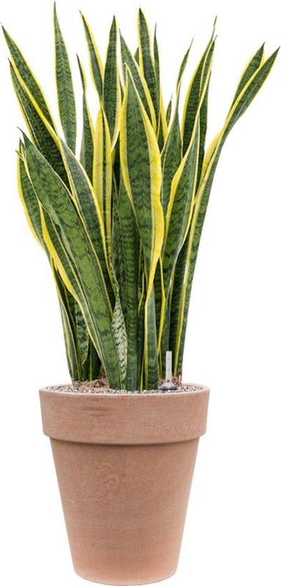 Levensechte kunstplanten van hoge kwaliteit