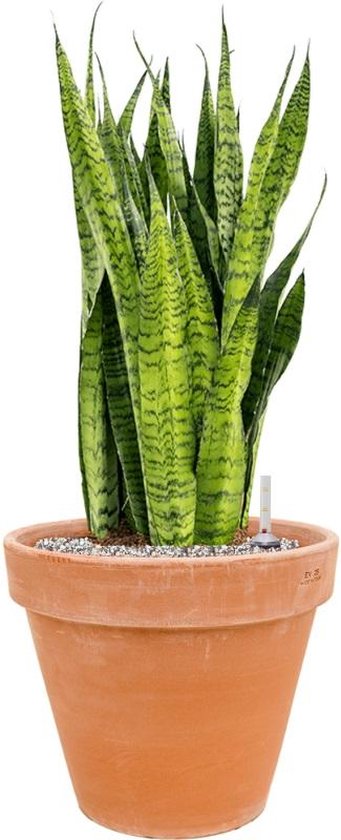 Kunst sanseveria plant met pot 90 cm groen Kunst sanseveria plant met pot 90 cm groen