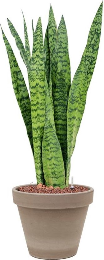 Plant In Pot Sansevieria Zeylanica 70 Cm Kamerplant In Terra Cotta Grijs 24 Cm Bloempot 