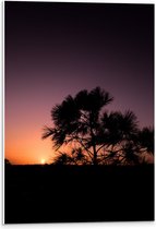 WallClassics - PVC Schuimplaat- silhouet van Zonsondergang achter Boompje - 40x60 cm Foto op PVC Schuimplaat