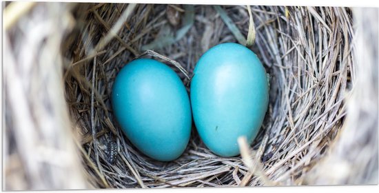 WallClassics - Acrylglas - Blauwe Eieren in een Nest - 100x50 cm Foto op Acrylglas (Wanddecoratie op Acrylaat)