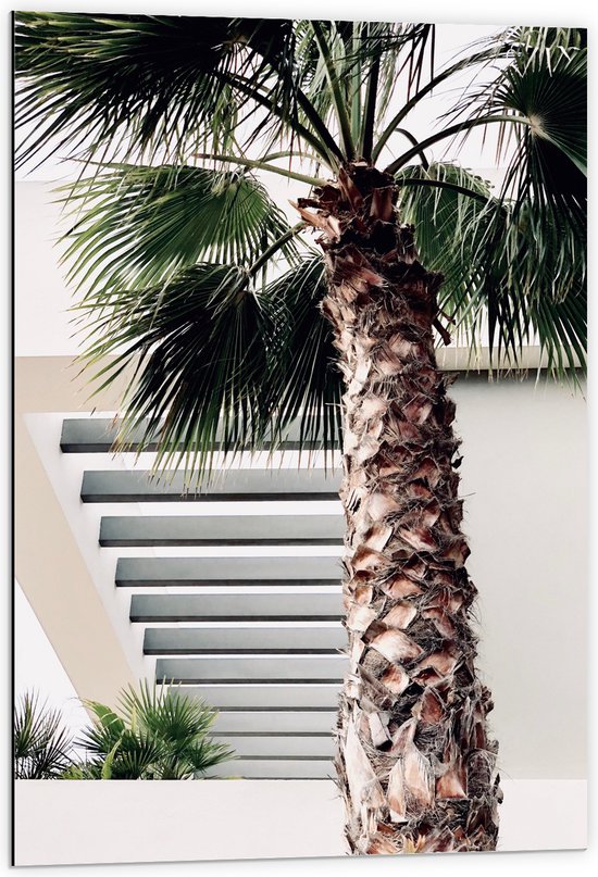 WallClassics - Dibond - Palmboom voor Wit Gebouw - 60x90 cm Foto op Aluminium (Met Ophangsysteem)