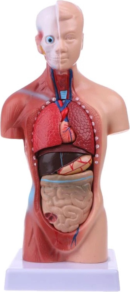 Medicca Torso Menselijke Lichaam - Anatomie Model - 15-delige uitneembare organen - 28 cm