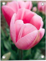 WallClassics - Poster Jardin - Gros Plan Bloem Rose - 30x40 cm Photo sur Poster Jardin (décoration murale pour l'extérieur et l'intérieur)