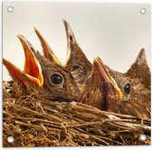 WallClassics - Poster de Jardin - Bébé Oiseaux dans un Nest - 50x50 cm Photo sur Poster de Jardin (décoration murale pour l'extérieur et l'intérieur)