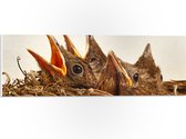 WallClassics - PVC Schuimplaat - Baby Vogeltjes in een Nest - 60x20 cm Foto op PVC Schuimplaat (Met Ophangsysteem)