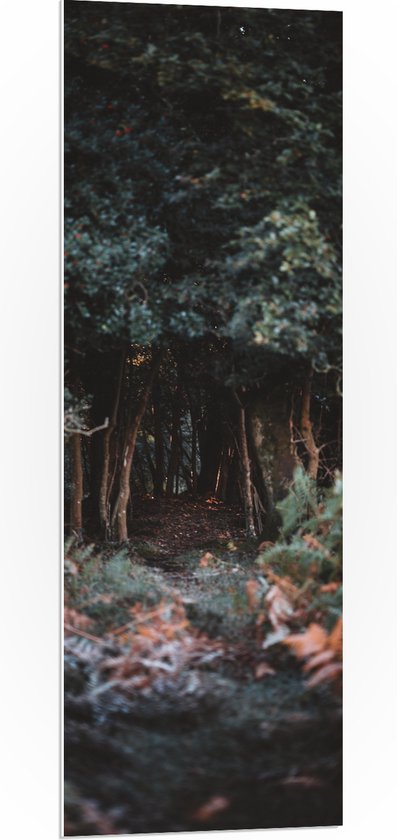 WallClassics - Panneau de mousse PVC - Forêt vert foncé - 40x120 cm Photo sur panneau de mousse PVC