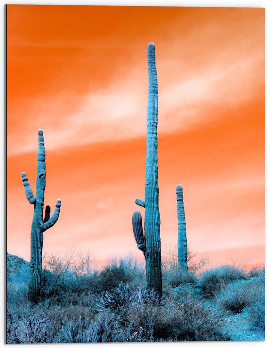 WallClassics - Dibond - Cactussen in Veld onder Oranje Lucht - 60x80 cm Foto op Aluminium (Wanddecoratie van metaal)