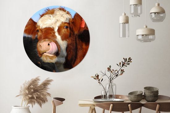 La vache lèche la feuille de plastique de cercle de mur de nez