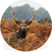Cerf dans la zone automnale Feuille de plastique de cercle mural