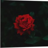 WallClassics - Dibond - Prachtige Rode Roos - 80x80 cm Foto op Aluminium (Wanddecoratie van metaal)