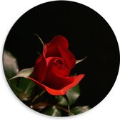 WallClassics - Cercle mural en Dibond - Rose rouge en gros plan avec feuilles vertes - Photo 50x50 cm sur cercle mural en aluminium (avec système de suspension)