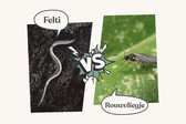 Rouwvliegjes bestrijden met aaltjes & vangkaartjes – Insect Heroes – max. 25 planten