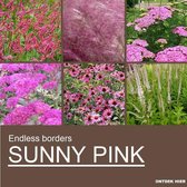 Plantes en bordure - Sunny Pink - 3 m² - 24 plantes P9