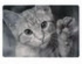 Placemats katten 4 stuks