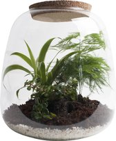 Ecosysteem met verlichting - Plant in glas - Ecosysteem in Glas met LED-verlichting - Met 3 leuke Planten (Asparagus, Sedum, Chlorophytum) - Ø 23.5 cm - Hoogte 25 cm | Kamerplant