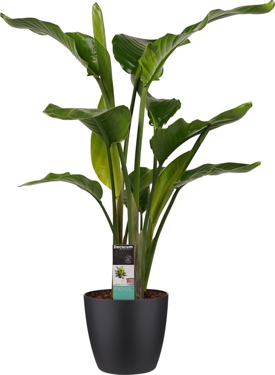 Grote Strelitzia incl. mooie design pot | Je eigen tropische plant in huis  | Heerlijk... | bol.com