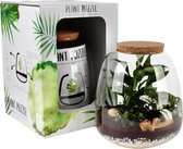 Plant in glas met verlichting - met 3 super leuke plantjes (Pannenkoekplant, Peperomia, Sedum) H: 25 cm