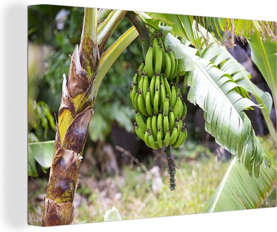 Canvas schilderij 140x90 cm - Wanddecoratie Banaan - Plant - Boom - Muurdecoratie woonkamer - Slaapkamer decoratie - Kamer accessoires - Schilderijen op canvas