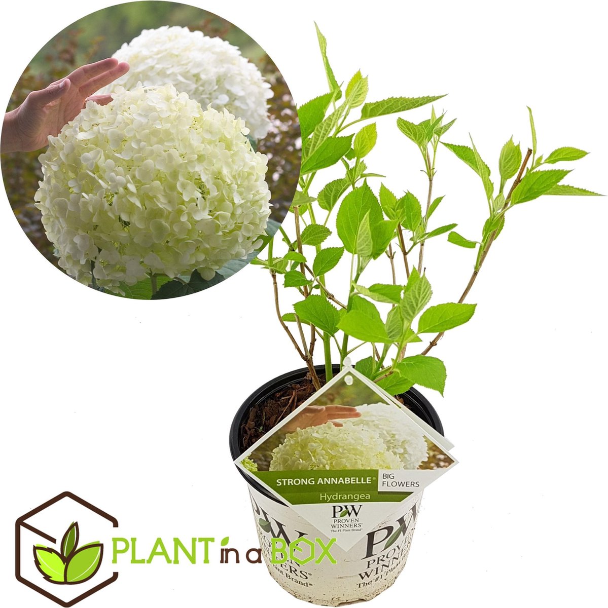 Plant in a Box - Hydrangea Strong Annabelle - XL Hortensia's - Prachtige witte bloemen - Lange bloeiperiode - Winterhard - Pot 19cm - Hoogte 30-40cm