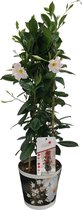 Mandevilla Sundaville - Tuinplant - Klimheester - 55cm - Wit