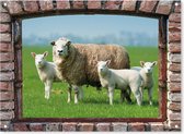 SCHUTTINGPOSTER Poster - Tuinposter-voor -boerenraam-stenenmuur-schapen - 65 X 90 Cm - Multicolor