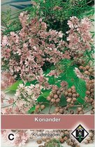 Van Hemert - Koriander (Coriandrum sativum)