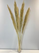 Pampasgras Gebleekt | Pampas pluimen Gebleekt | Pampas pluimen gedroogd | Rietgras xl |  Droogbloemen | 100cm | 5stuks | Gebleekt
