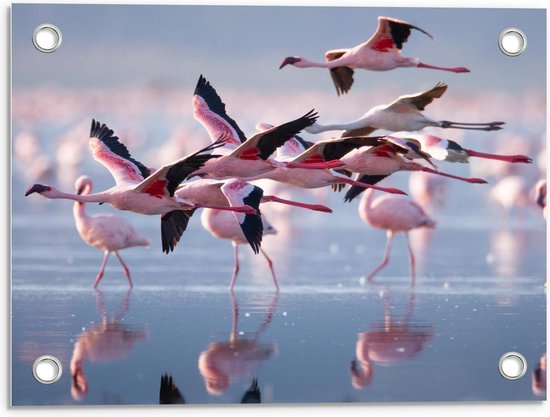 Tuinposter – Groep Flamingo's bij het Water - 40x30cm Foto op Tuinposter  (wanddecoratie voor buiten en binnen)