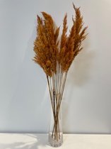 Pampas pluimen | Pampasgras | Rietpluimen | droogbloemen | 10 stuks | 70cm | Taupe