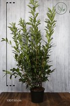 10 stuks | Laurier 'Caucasica' Pot 125-150 cm - Geschikt in kleine tuinen - Makkelijk te snoeien - Snelle groeier - Wintergroen