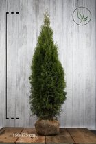 10 stuks | Westerse Levensboom 'Smaragd' Kluit 150-175 cm Extra kwaliteit - Compacte groei - Langzame groeier - Weinig onderhoud