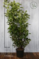 5 stuks | Laurier 'Rotundifolia' Pot 175-200 cm - Grootbladig - Snelle groeier - Snel zichtdicht - Wintergroen