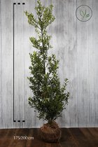 5 stuks | Hulst Alaska Kluit 175-200 cm | Standplaats: Halfschaduw/Schaduw/Volle zon | Latijnse naam: Ilex aquifolium Alaska