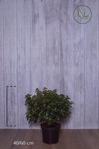 10 stuks | Sneeuwbal Pot 40-60 cm - Bloeiende plant - Compacte groei - Vruchtdragend - Wintergroen