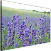 Schilderij Lavendel in een veld, 2 maten, paars-groen