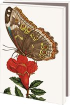 Kaartenmapje met env, klein: Maria Sibylla Merian, Teylers