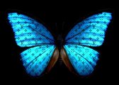Blauwe vlinder Lv 150x100 Epoxy/resin gloss art. 12mm dik afgewerkt met 3 lagen Epoxy hars, blauwe lv vlinder