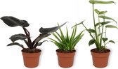 Set van 3 Kamerplanten - Aloë Vera & Monstera Deliciosa & Philodendron Black Cardinal - ±  30cm hoog - 12cm diameter