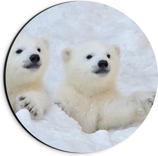 Dibond Wandcirkel - Twee Kleine IJsberen in de Sneeuw - 20x20cm Foto op Aluminium Wandcirkel (met ophangsysteem)