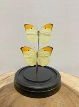 Opgezette Vlinders in Stolp - Vlinder In Glazen Stolp - Vlinderstolp Glas - Geel - 20 cm