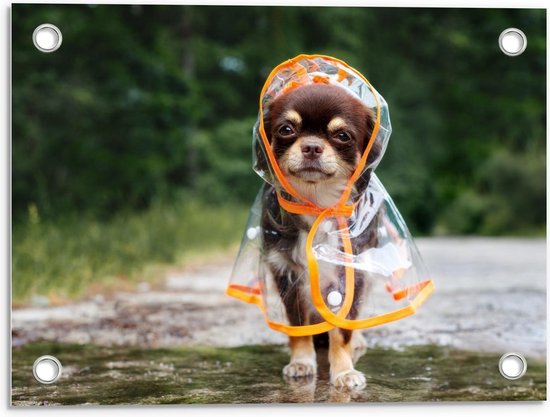 Tuinposter - Hondje met Regenjas - Foto op Tuinposter (wanddecoratie voor buiten en binnen)