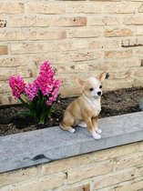 Chihuahua blond 23 cm hoog - hond - dog - polyester - polystone - beeld - tuinbeeld - hoogkwalitatieve kunststof - decoratiefiguur - interieur - accessoire - voor binnen - voor buiten - cadeau - geschenk