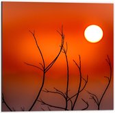 Dibond - Takken met Oranje Lucht - 50x50cm Foto op Aluminium (Wanddecoratie van metaal)