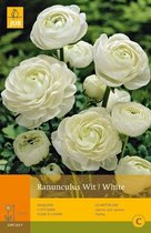 2 stuks 10 Ranunculus Wit Vj