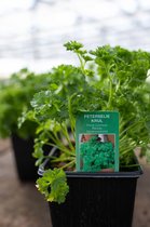 Peterselie plant
