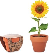 Terracotta potje met zonnebloemzaadjes | klein